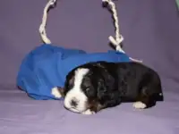 Щенки бернского зенненхунда, фотография 2