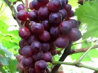 ПРОДАМ САЖЕНЦЫ ВИНОГРАДА ,ГРУШ,ЧЕРЕШНИ И Т,Д.