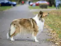 Щенки колли, фотография 9