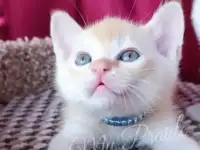 Бурма. Котенок. Европейская бурма, фотография 2