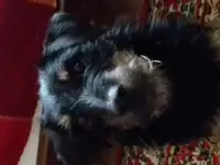 Щенки ягдтерьера