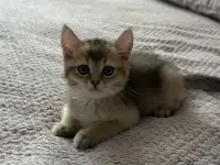 Золотая шиншилла котенок мальчик