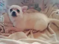 Щенок ЧИХУАХУА