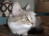 кошка