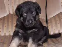 Продажа щенков