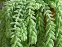 суккуленты 