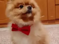Вязка животных