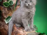 Нибелунги котята, фотография 4