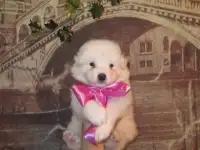 Продаются щенки, фотография 4