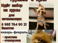 Бесплатная стрижка собак, кошек, животные