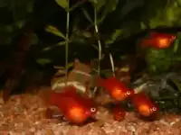 Дисковая пецилия