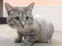Стрижка собак и кошек, фотография 6