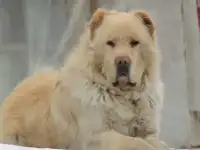 Продам щенков САО