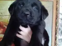 Лабродорчики