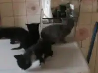 котят отдам добрым людям