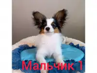 Щенки папийона, фотография 3