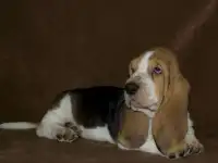 Щенки Бассет Хаунда, фотография 4