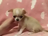 Чихуахуа