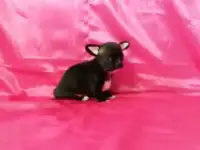 Чихи уголечки.