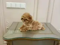 Мальтипу микро девочка, фотография 3