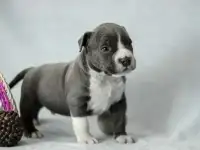 Щенки, фотография 3
