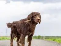 Ищет дом наш подопечный шоколадный заяц - фенотип спаниеля Марсель.