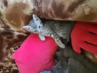 котята
