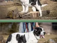 Щенки алабая