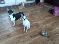 Чихуахуа