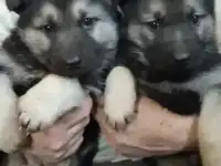 Щенки вео