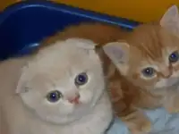 Отдам в хорошие руки Шотландских котят ( Бесплатно )