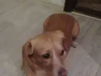 отдам в хорошие руки даром
