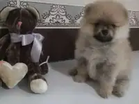 Щенки шпица