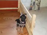 Продам щенка немецкой овчарки