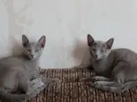 Продам котят русской голубой кошки, фотография 3