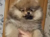 Померанский шпиц