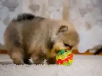 Щенки