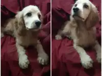 Щенок анг.спаниеля
