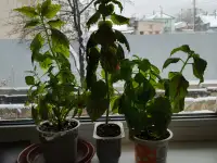 Цветы, фотография 7