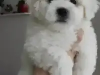 Бишон Фризе