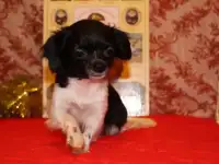 Чихуахуа длинношерстные для души., фотография 6