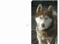 отдам в хорошие руки девочку Хаски