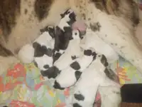 Шикарные щенки САО