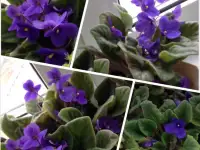 Фиалки фиолетовые Узамбарские сенполии