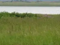 Продам земельный участок, п. Озерный, Красноармейского района, области, фотография 2