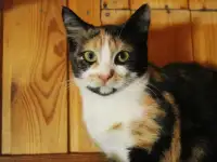 Юная кошечка с живописным окрасом, фотография 2
