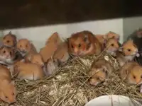 Сирийские хомяки, крупные, ручные, фотография 5