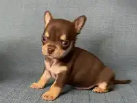 Щенки чихуахуа