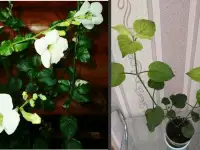 Комнатные цветы- экзоты и не только, фотография 3
