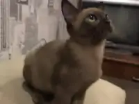 Котята Европейской бурмы, фотография 3